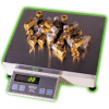 Pennsylvania Heavy Duty Digital Counting Scale w/ AC/DC Power 200lb x 0.02lb 14" x 12" Platform
