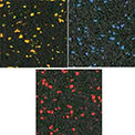Rubber Flooring