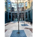 Grilles d'arbres en plastique